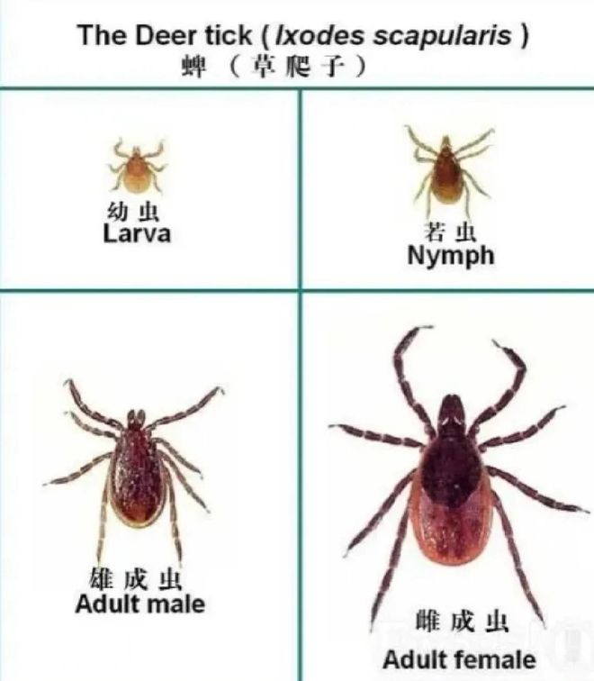 丰田第六代一箱油可达1420公里，不用充电也能实现纯电行驶